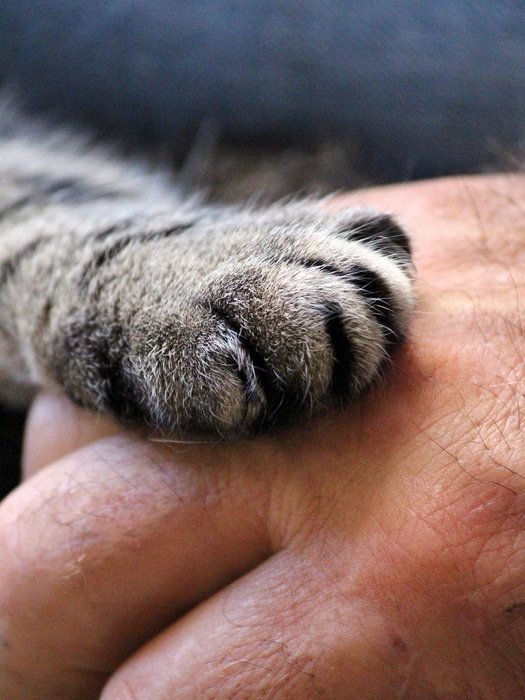 gray paw of a cat on a hand