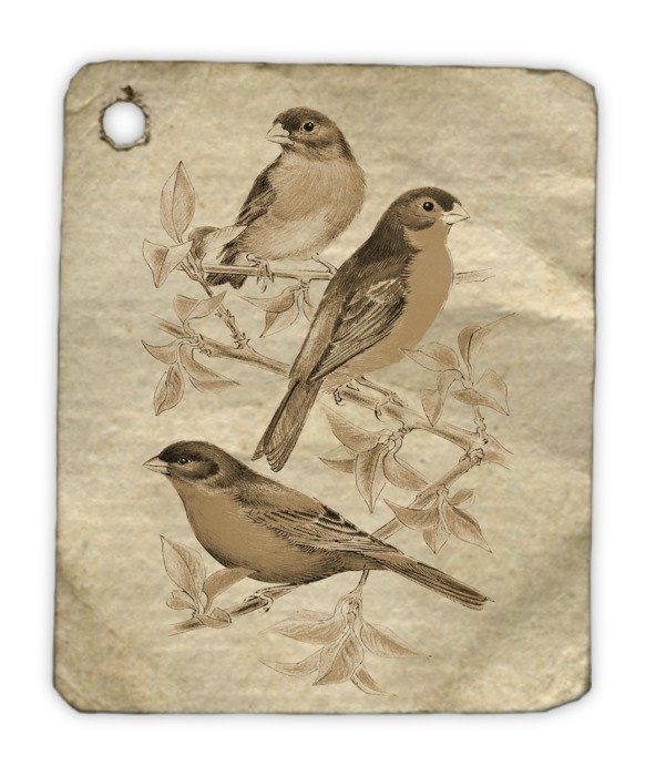 drawing of birds
