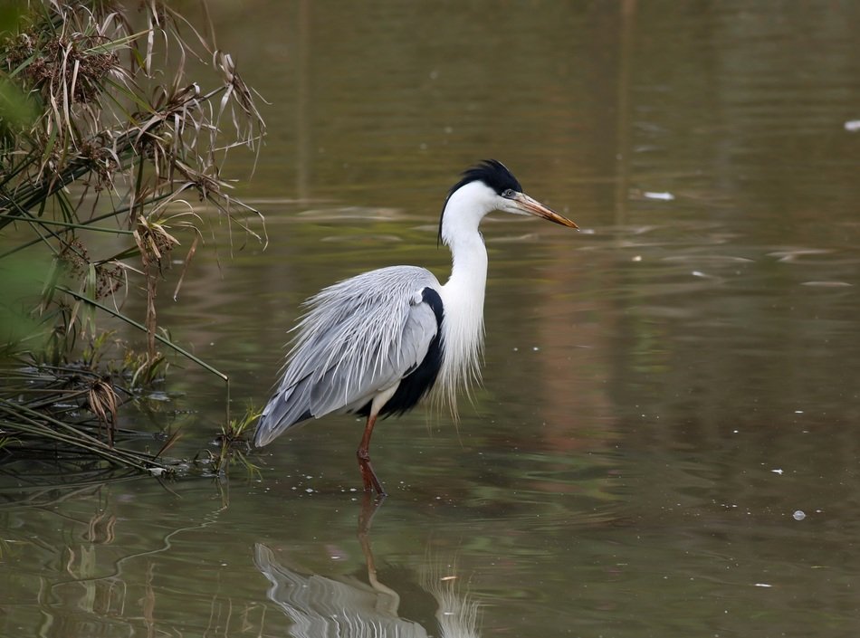 Picture of Heron is In The Lake