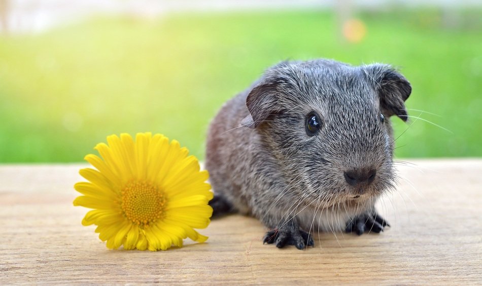 guinea pig with a spring flower on the bench