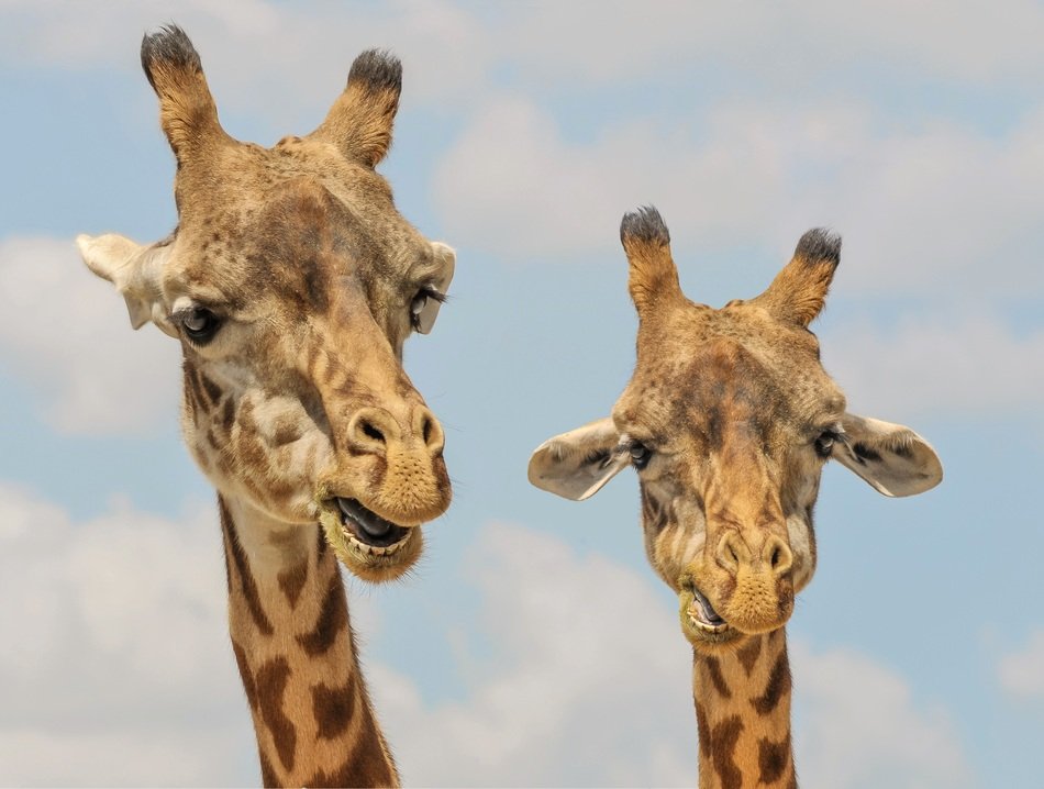 couple of giraffes
