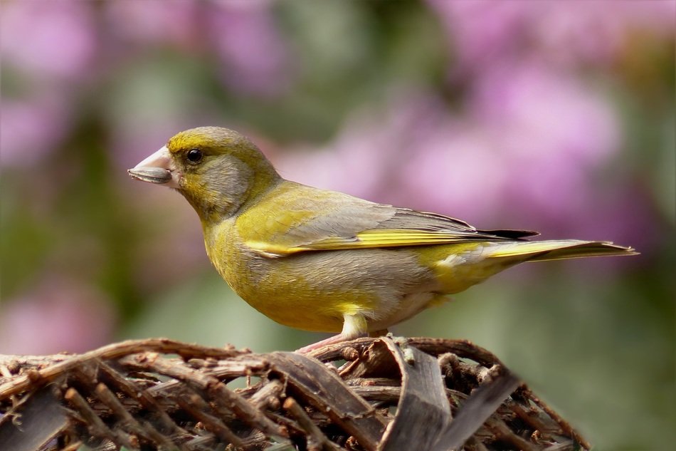 yellow foraging geenfinch