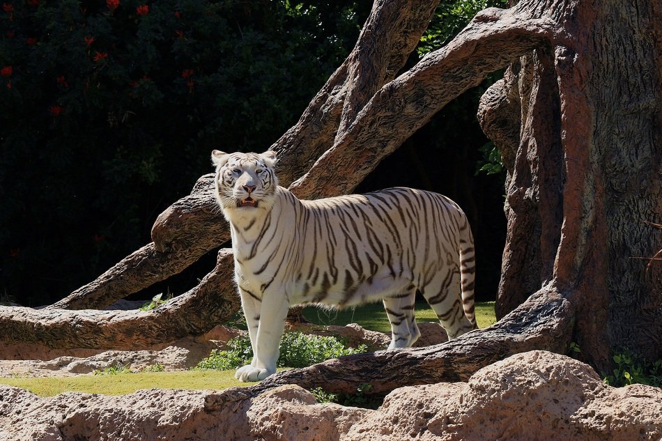 dangerously beautiful white tiger walks on its territory