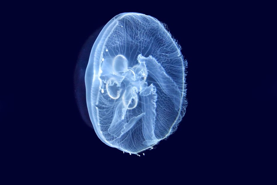 moving jellyfish in the ocean