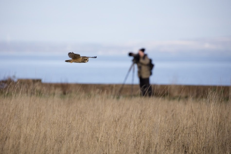 owl flies over the field
