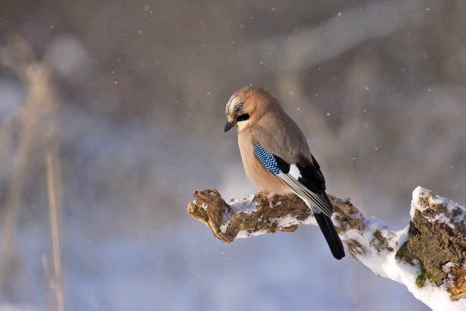Jay Bird at winter, close up