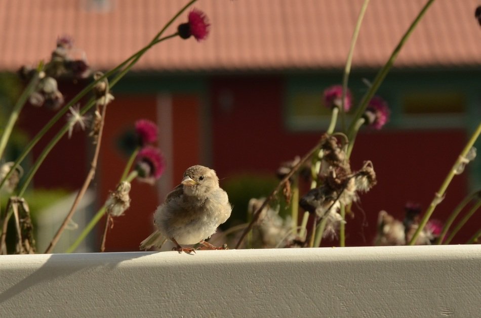 cute musparrow Bird on the Fence