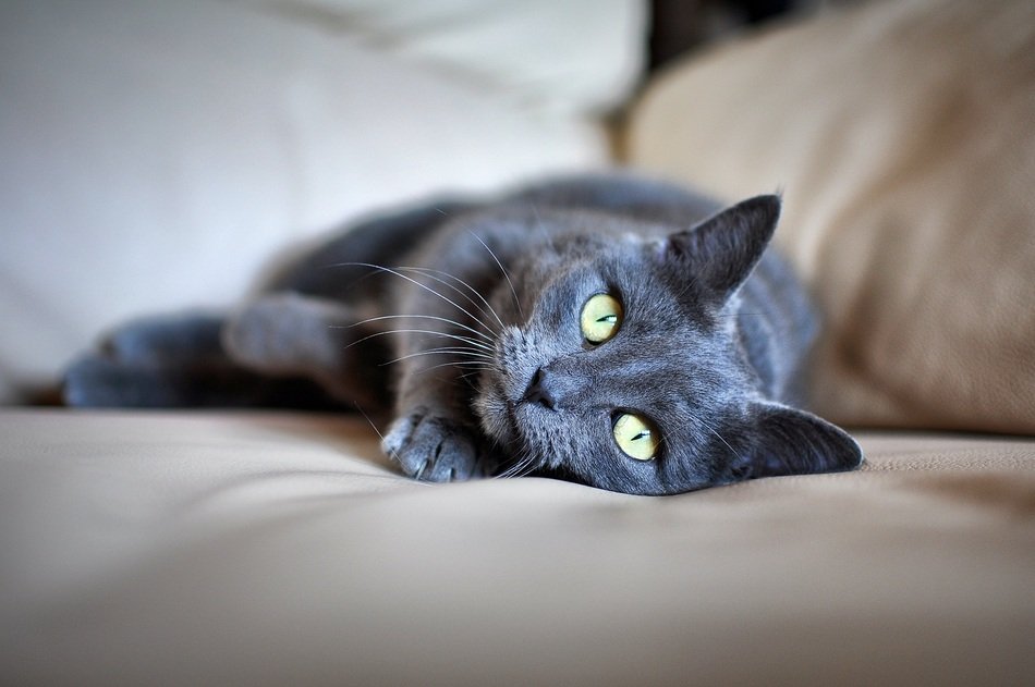gray cat on the sofa