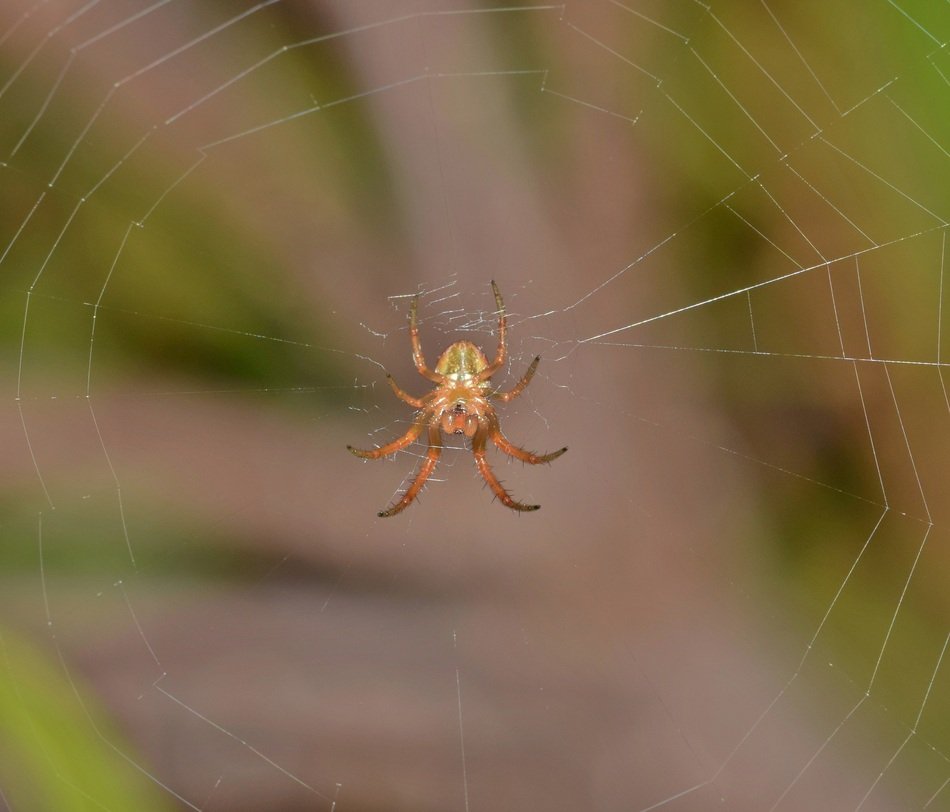 macro view of orb spider