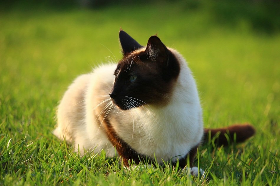 Beautiful and colorful Siamese cat sitting on the meadow