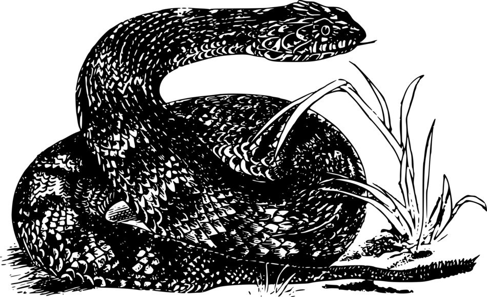 painted black reptile