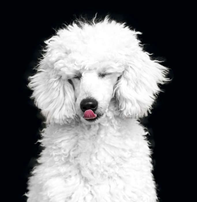 perfect beautiful Poodle