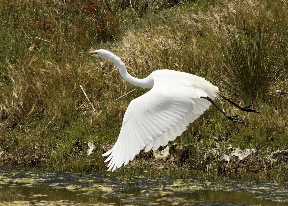 landing great egret