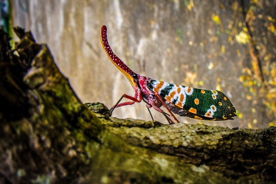 Fulgoromorpha or Fulgoroidea