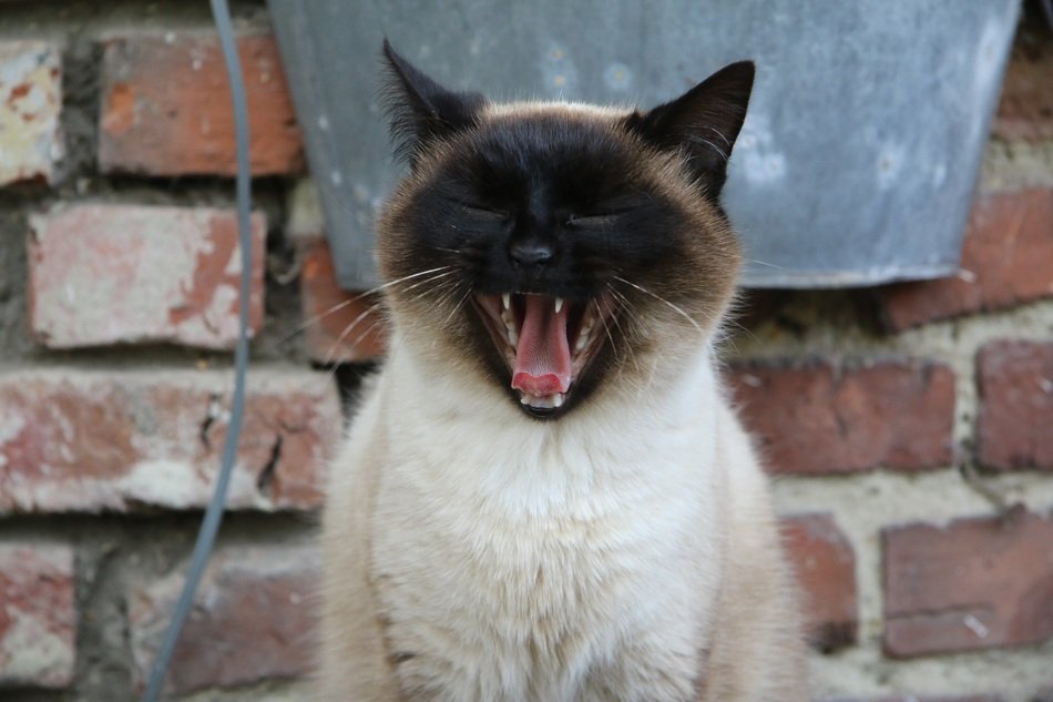 Siamese cat yawns