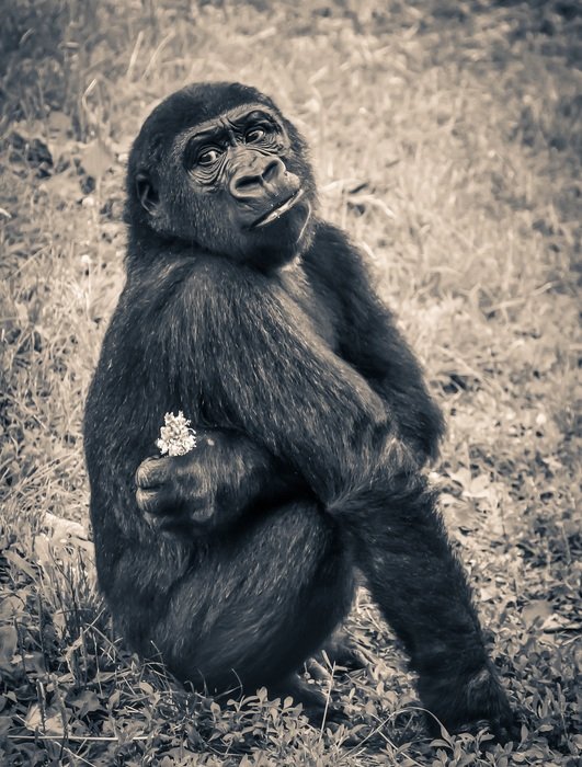 endangered gorilla in monochrome