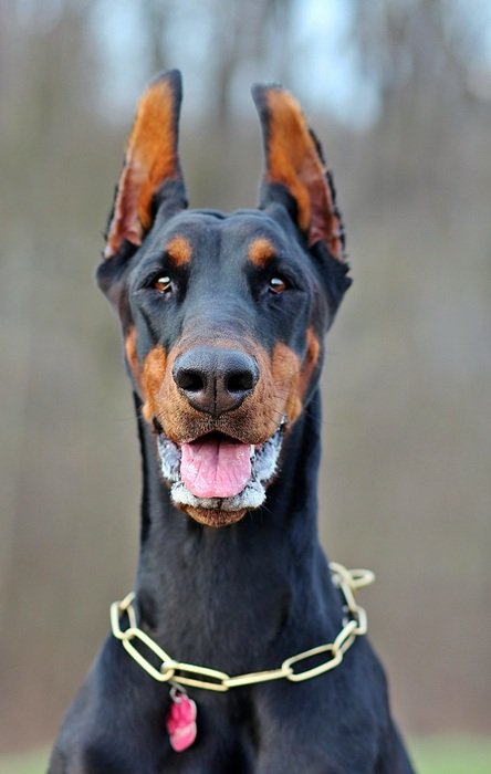 Doberman with raised ears