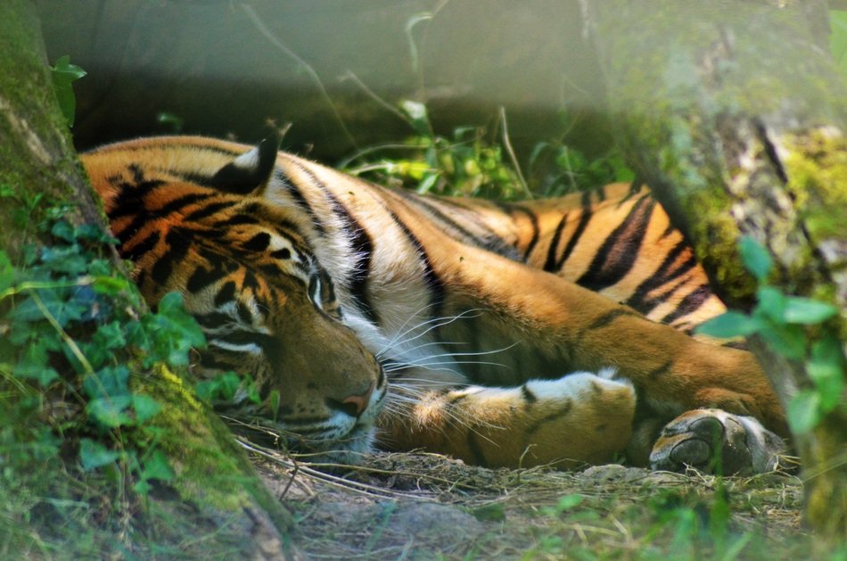 Tiger in Asia