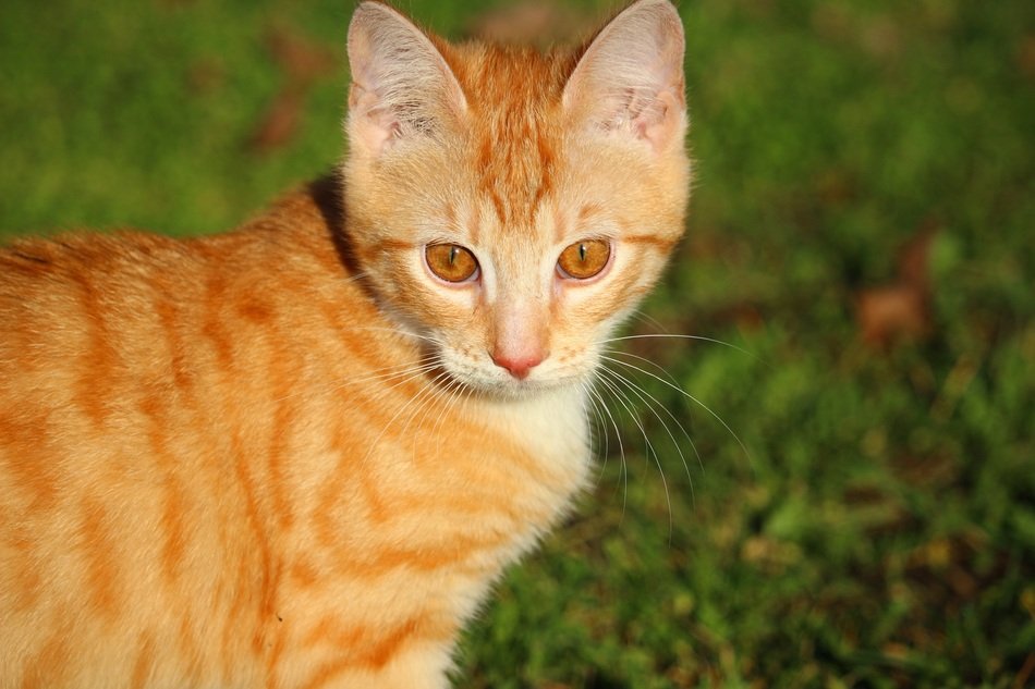 young curious red cat