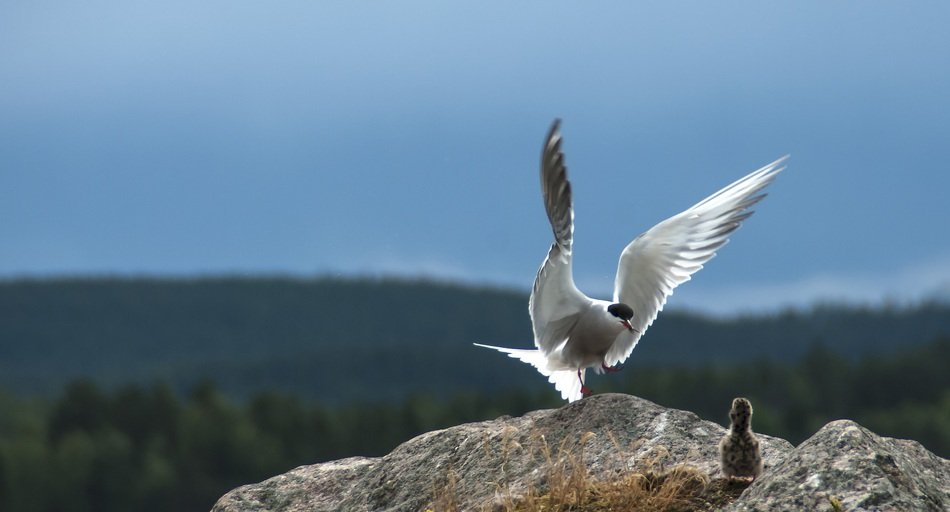 The Bird Feeds The Chick