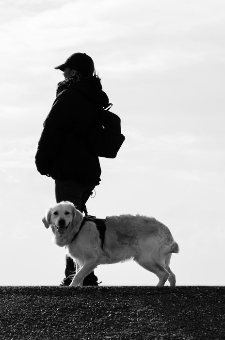 happy dog ââwalks with the owner