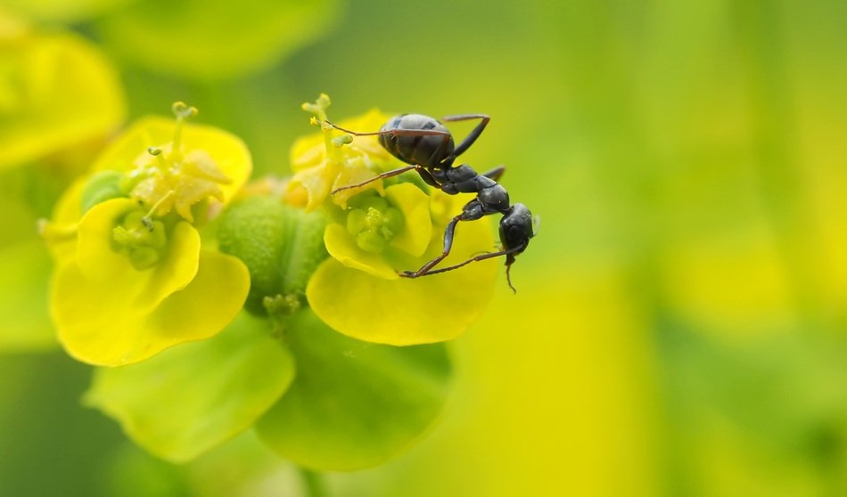Wood Ant on Spurge Flowers, macro