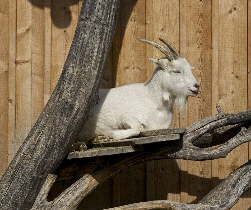 Goat takes the sun