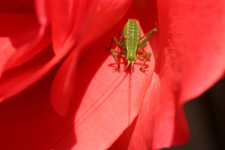 Viridissima on red flower