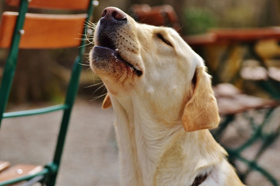 labrador howls on the street