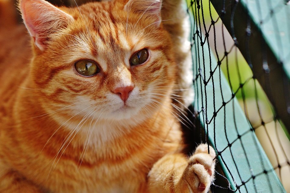 ginger cat lying on the ground near the grid