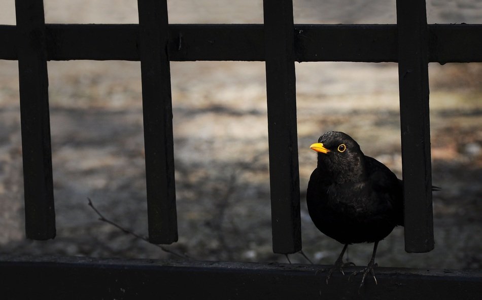 Black bird on a black fence