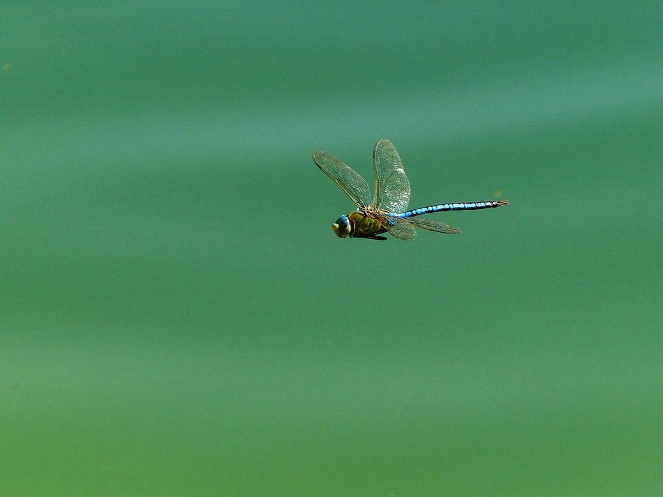 dragonfly in motion
