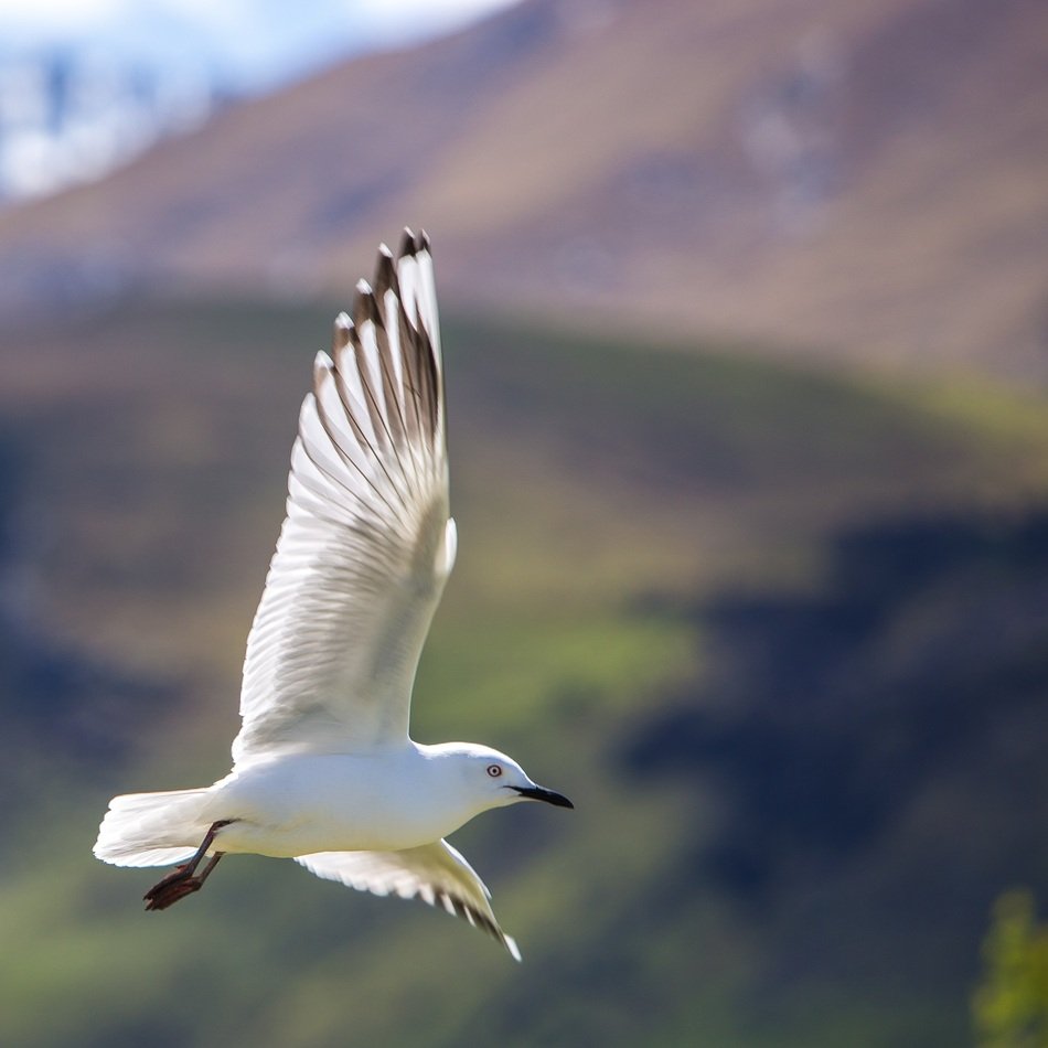 white gull in flight