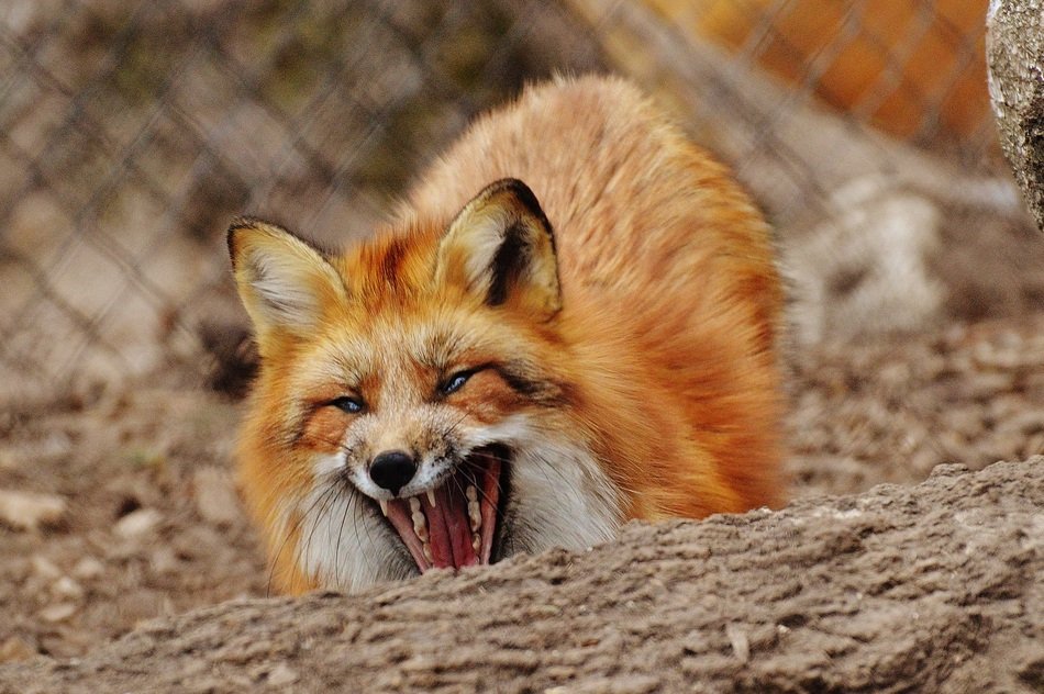 red fox with opened mouth close-up on blurred background