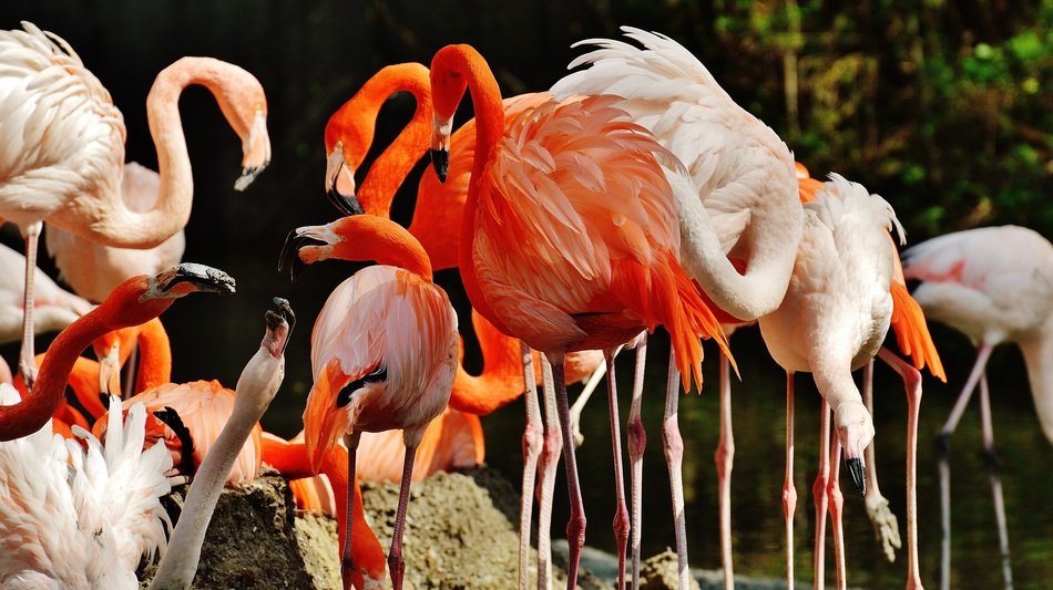beautiful flamingos in Munich