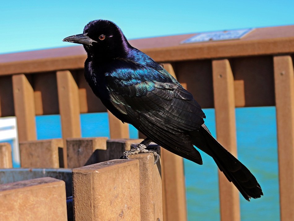 black bird with purple glitter