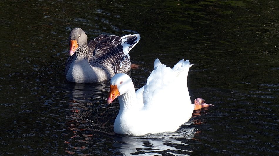 white and gray goose swim in the pond