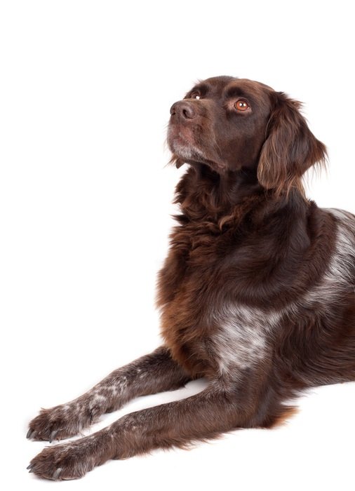 cute münsterländer brown color