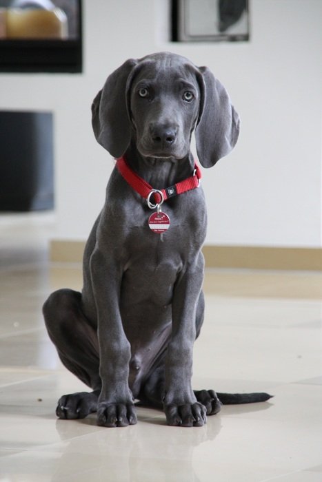 Young gray Weimaraner, Dog sitting in home interior