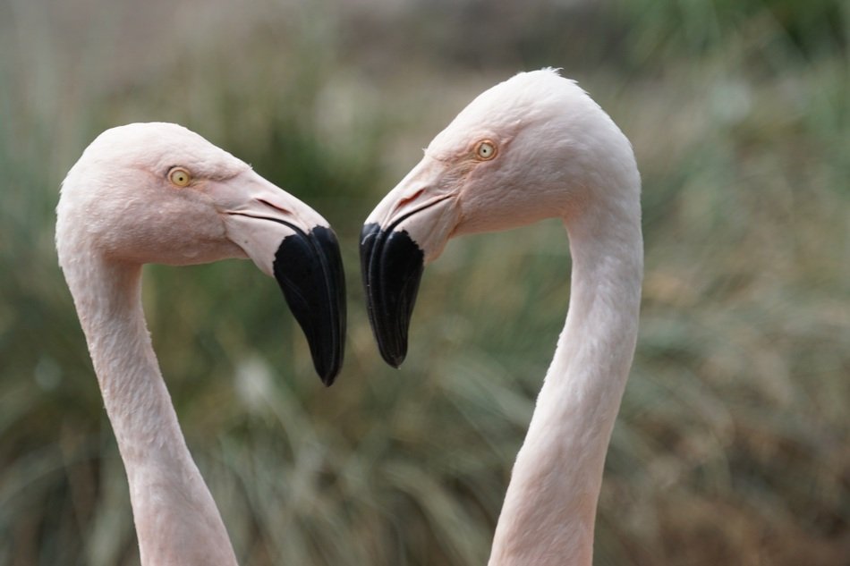 love of flamingos