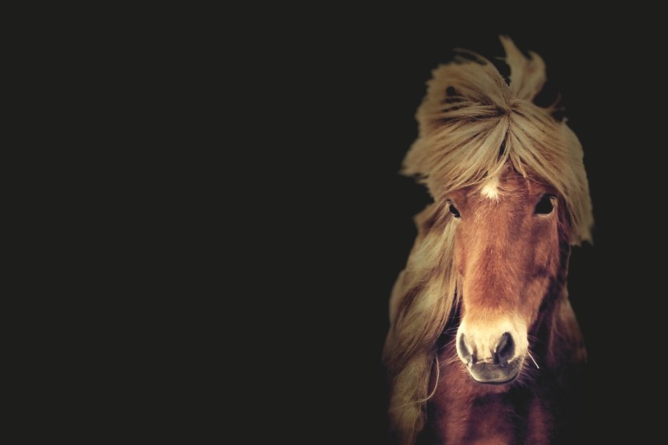 icelandic horse on black background