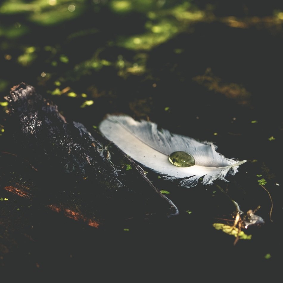 white feather on a puddle in the rain