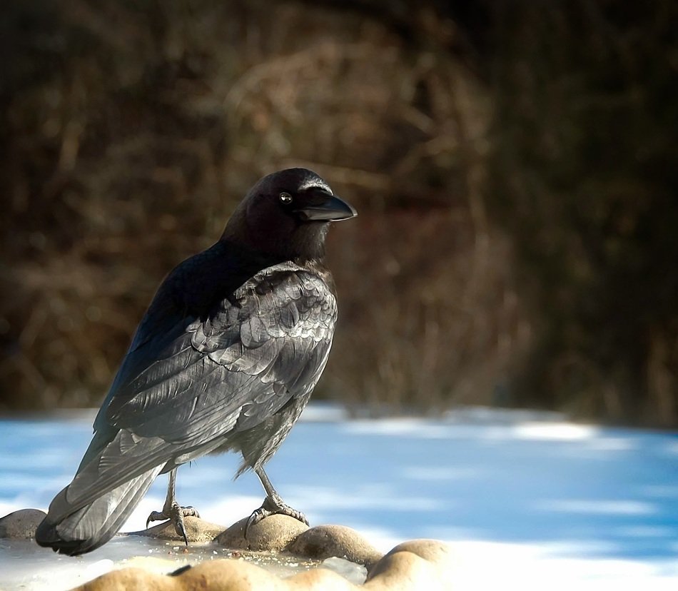 raven on the background of a picturesque landscape