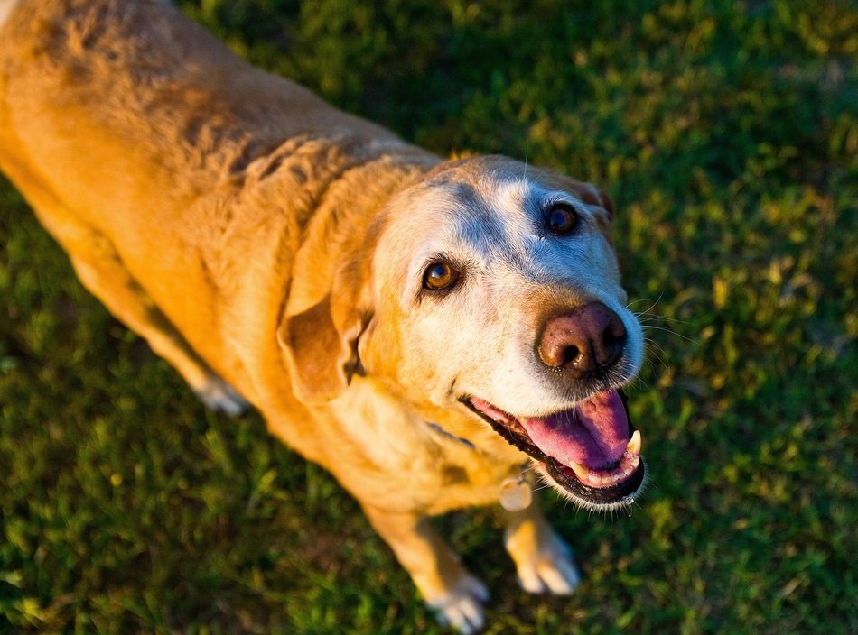 picture of Old Dog in a garden