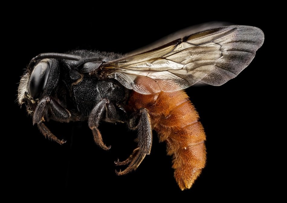 red-tailed bee on a black background close-up