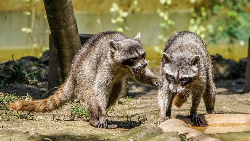 two playful raccoons on blurred background