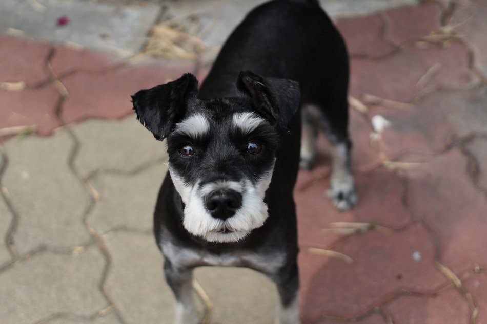schnauzer puppy on the street