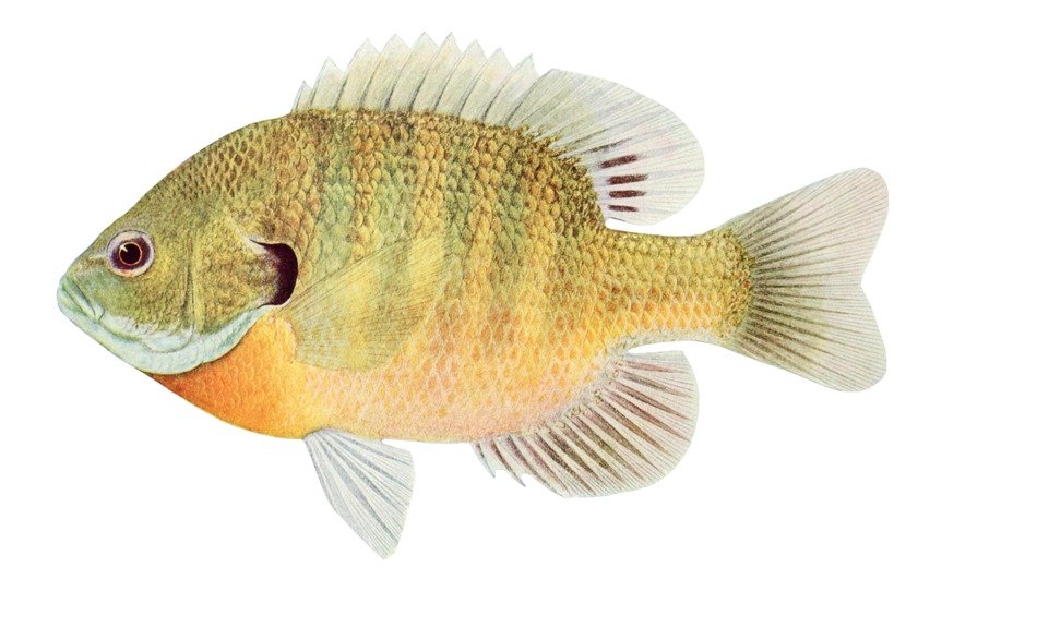 Lepomis macrochirus, Bluegill fish drawing