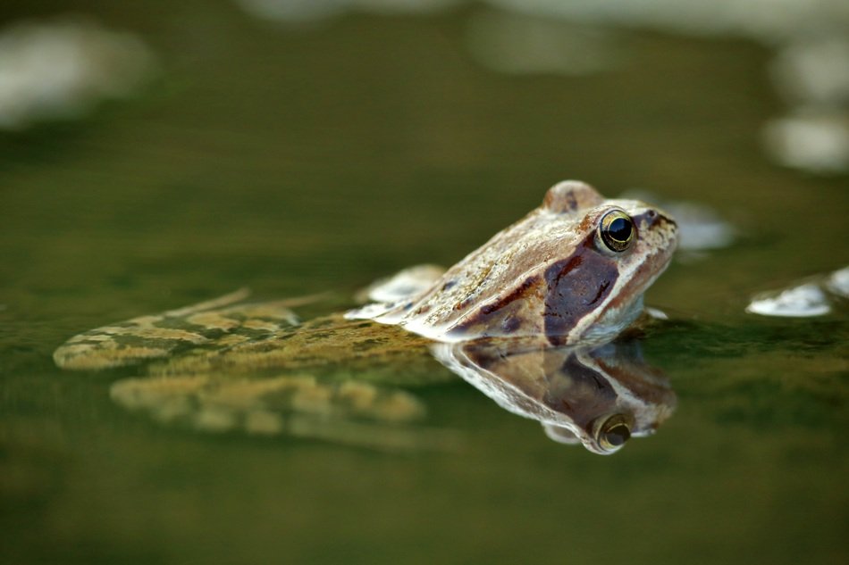 The Frog Water