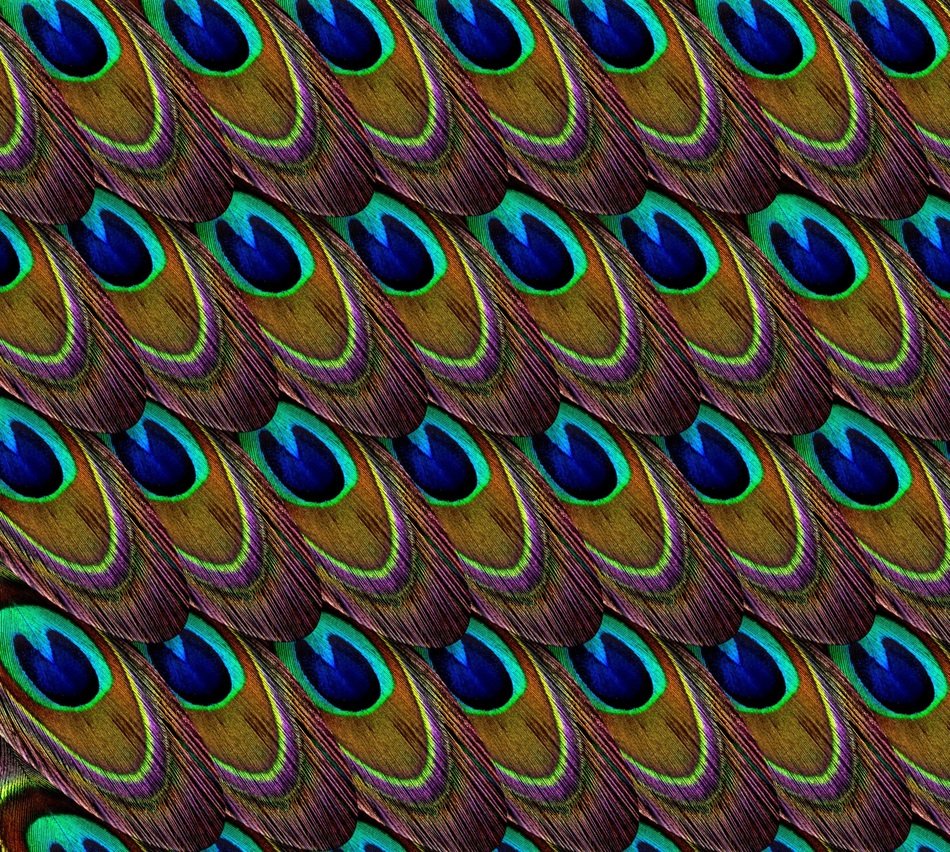 striking Peacock Feathers